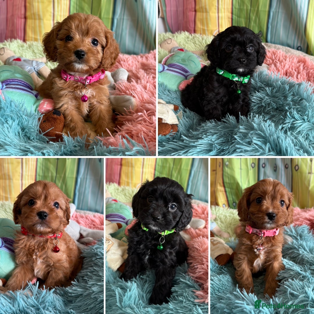 Cavapoo dogs for sale: F1 TOY Cavapoo puppies available  - Image 1