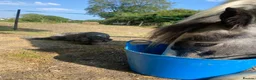 Irish Cob horses for sale: Gypsy cob  - Advert 2