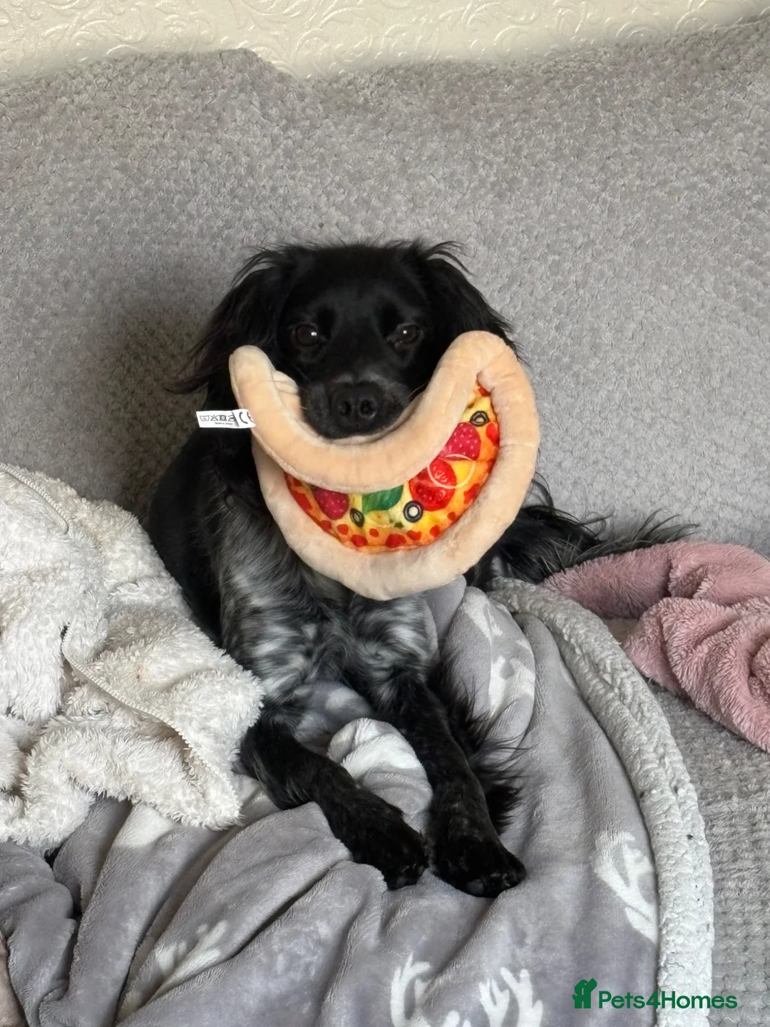Cocker Spaniel dogs for sale: Nelly  - Advert 1