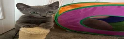 Russian Blue cats for sale: Russian Blue Kittens  - Advert 24