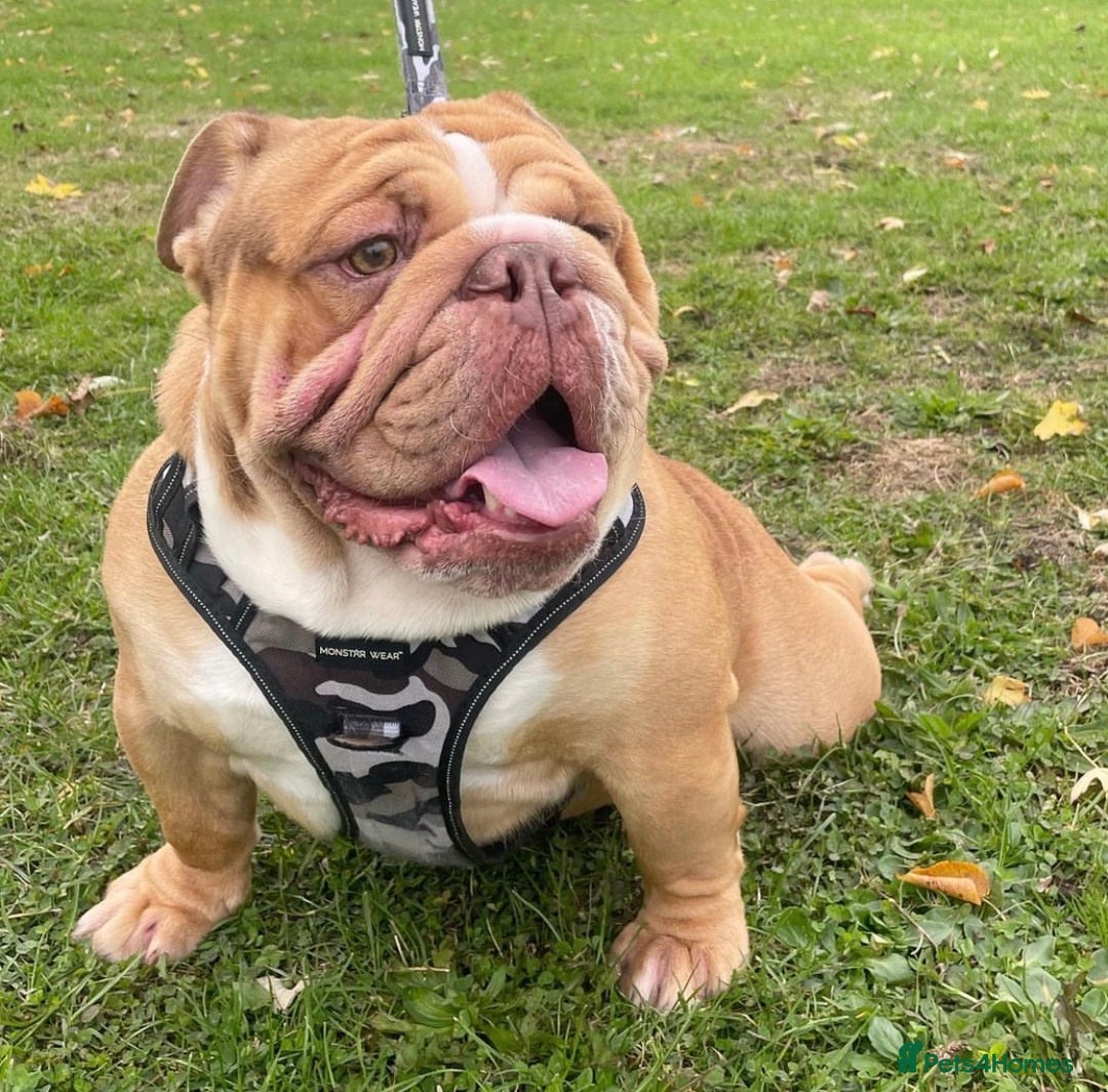 English Bulldog dogs for stud: REGGIE in Bilston - Image 7