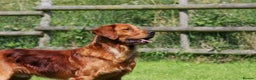 Golden Retriever dogs for stud: FULLY HEALTH TESTED Dark Golden Retriever stud dog in Newark - Advert 15