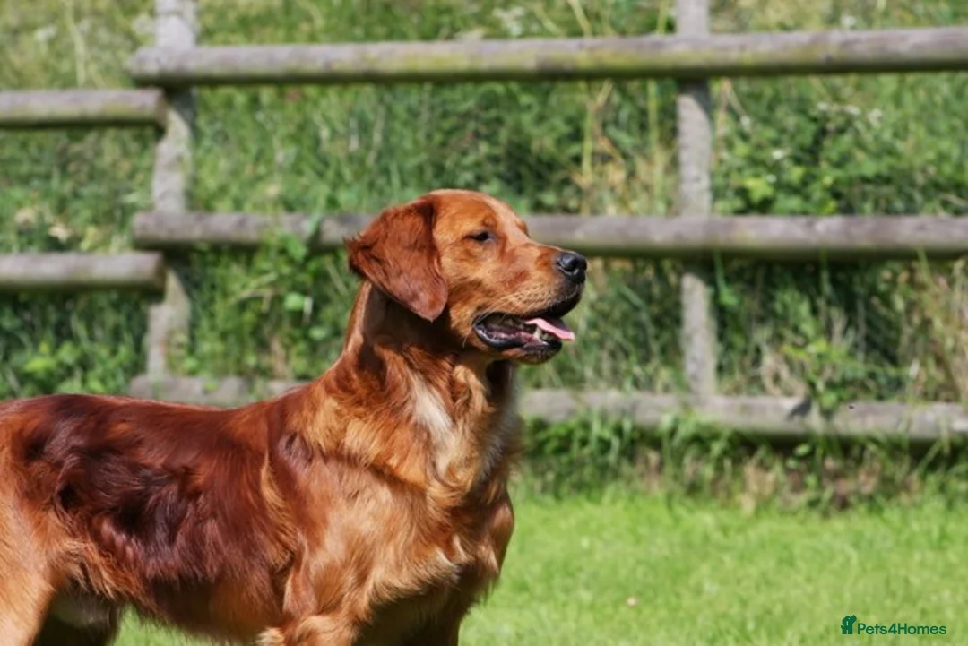 Golden Retriever dogs for stud: FULLY HEALTH TESTED Dark Golden Retriever stud dog in Newark - Advert 15