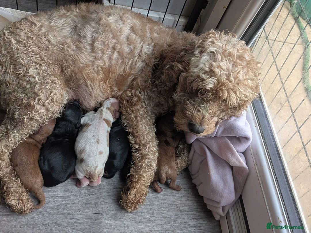 Cavapoo dogs for sale: Beautiful cavapoo puppies  in Wymondham - Advert 11