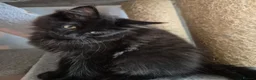 Maine Coon cats for sale: Maine coon kittens  - Advert 30