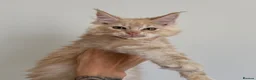 Maine Coon cats for sale: Champion line kittens 🥰 - Advert 31