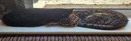 Mixed Breed cats for adoption: Tabby female rescue kitten needs home in Hook - Advert 3