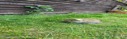 Mini Lop rabbits for sale: Jozsef - Advert 7