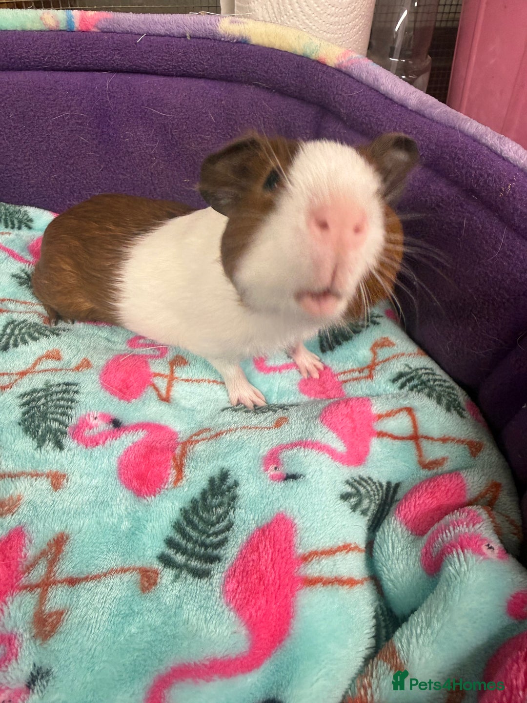 Guinea Pig rodents for sale: Super sweet purebred baby guinea pigs  - Advert 11