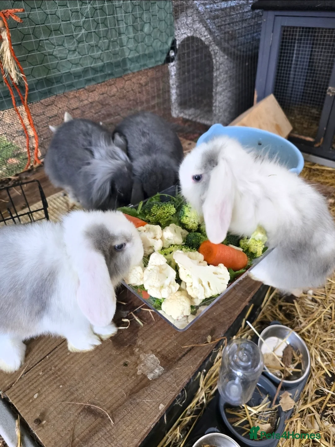 Mini Lop rabbits for sale: Male mini lop for sale - Advert 1