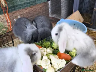 Mini Lop rabbits Male mini lop for sale - Advert 1