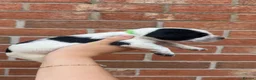 Sprocker dogs for sale: 7 beautiful sprocker spanials - Advert 23