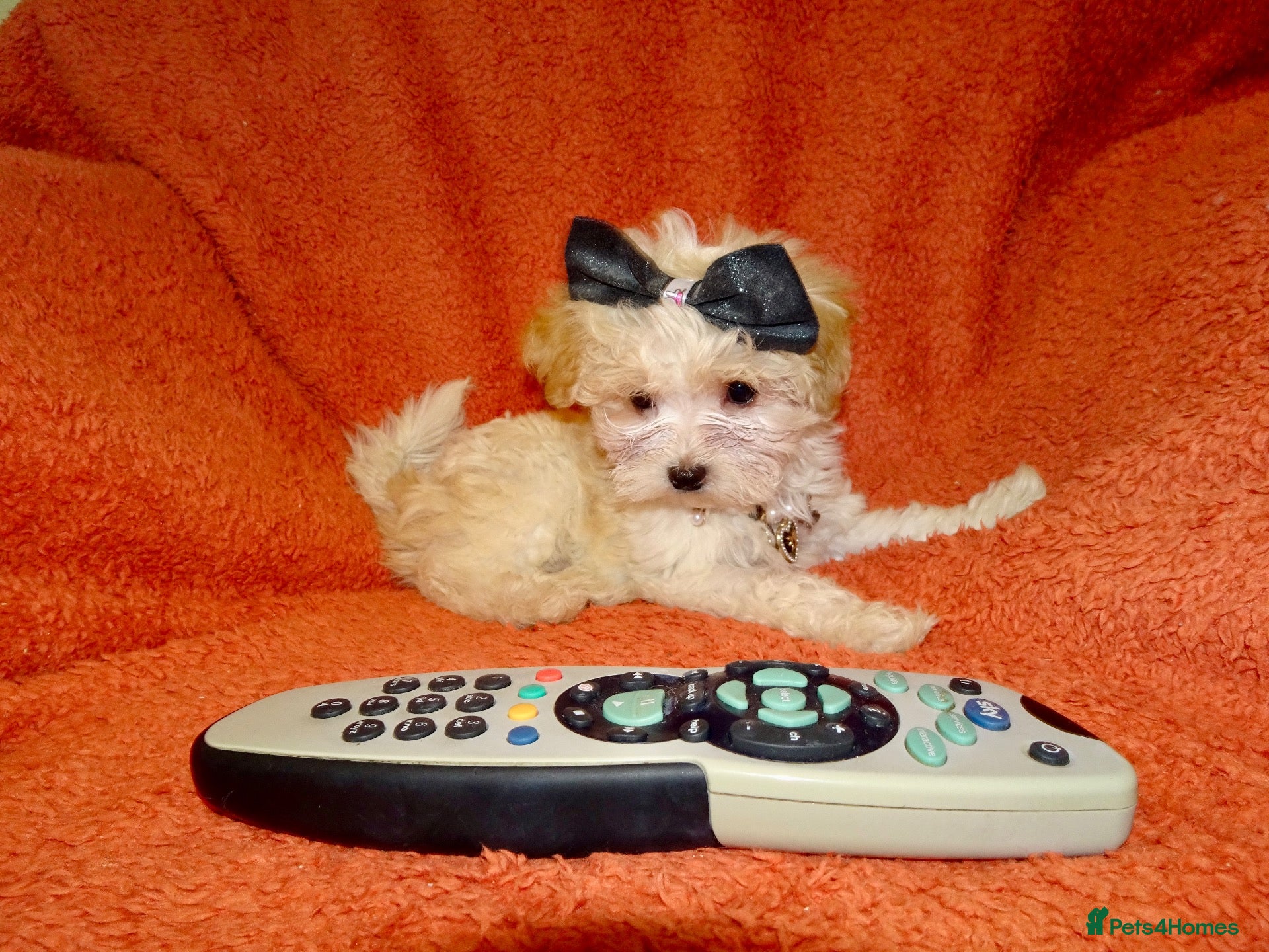 Maltipoo dogs Gorgeous F1 Maltese X Toy Poodle Maltipoo Puppies - Advert 9