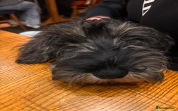 Miniature Schnauzer dogs for sale: Adorable Miniature Schnauzer Puppies for Sale - Image 4