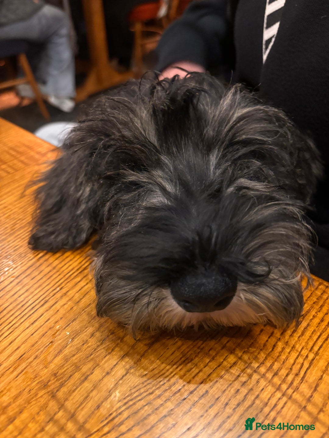 Miniature Schnauzer dogs for sale: Adorable Miniature Schnauzer Puppies for Sale - Image 4