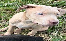 Mixed Breed dogs for sale: Cane Corso/Presa Canario Molloser dogs  - Image 13