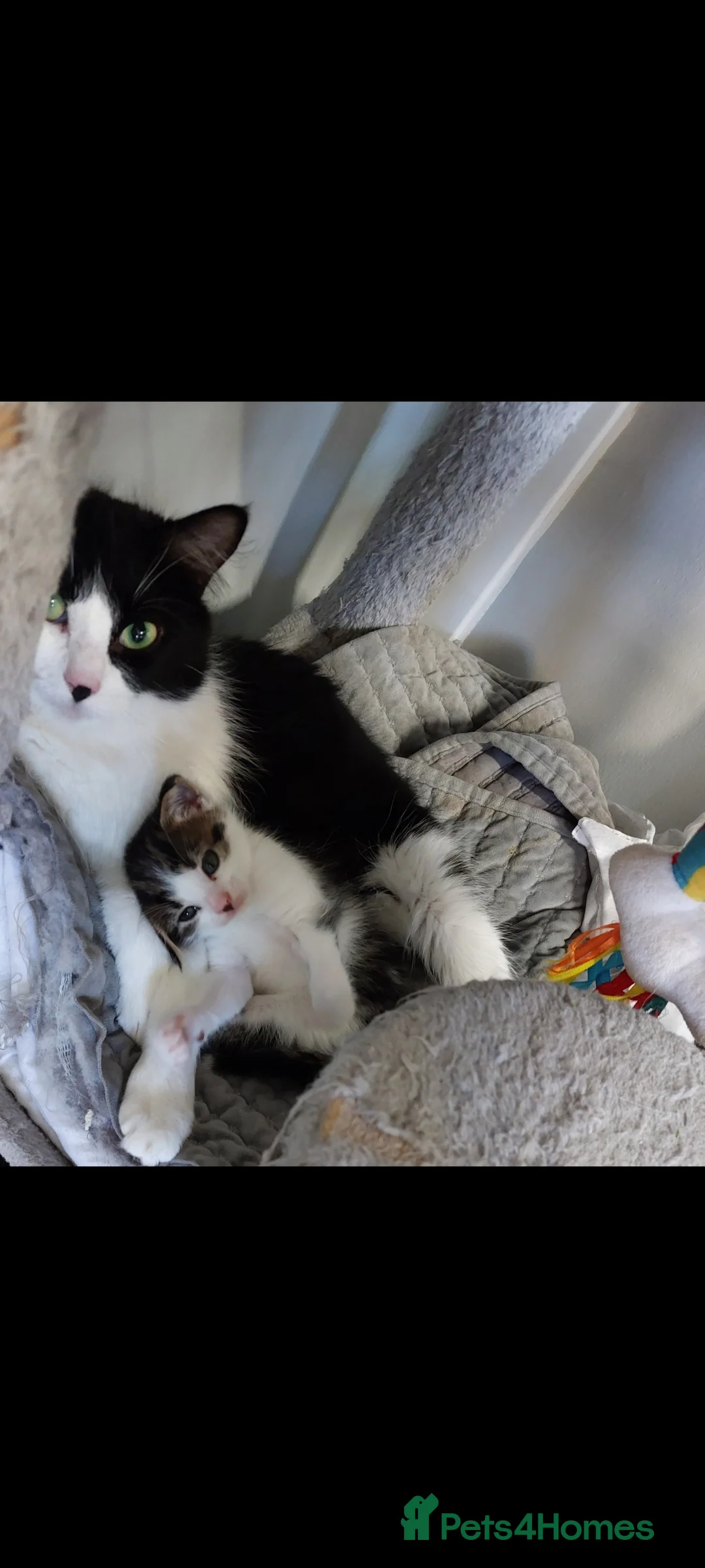 Mixed Breed cats for sale: 2 beautiful mixed kittens for sale  - Advert 2