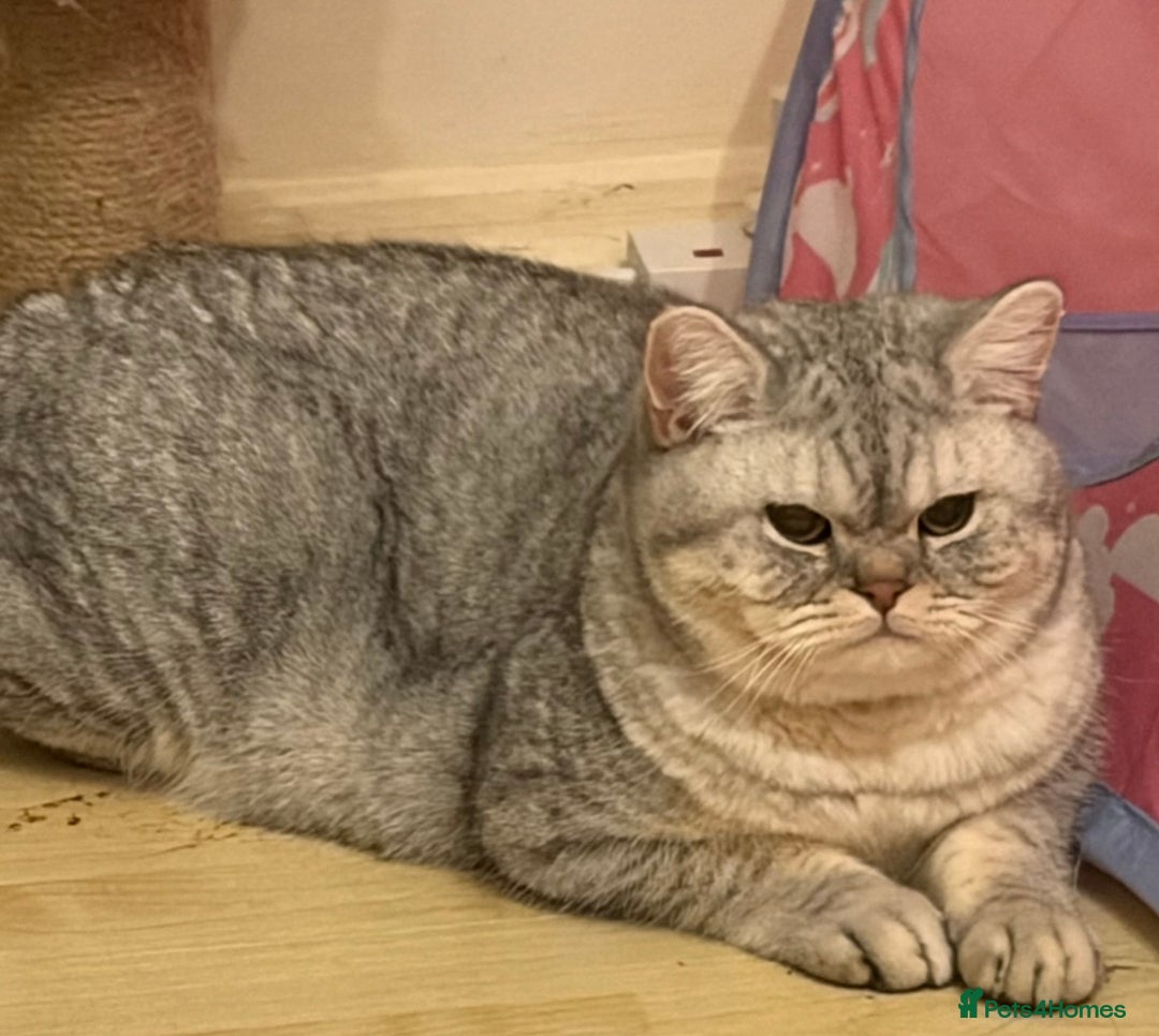 British Shorthair cats for sale: 3 Kittens•Full Pedigree•Champions bloodline•GCCF - Advert 7