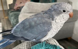 Parakeets birds for sale: Quaker parrot - Image 2