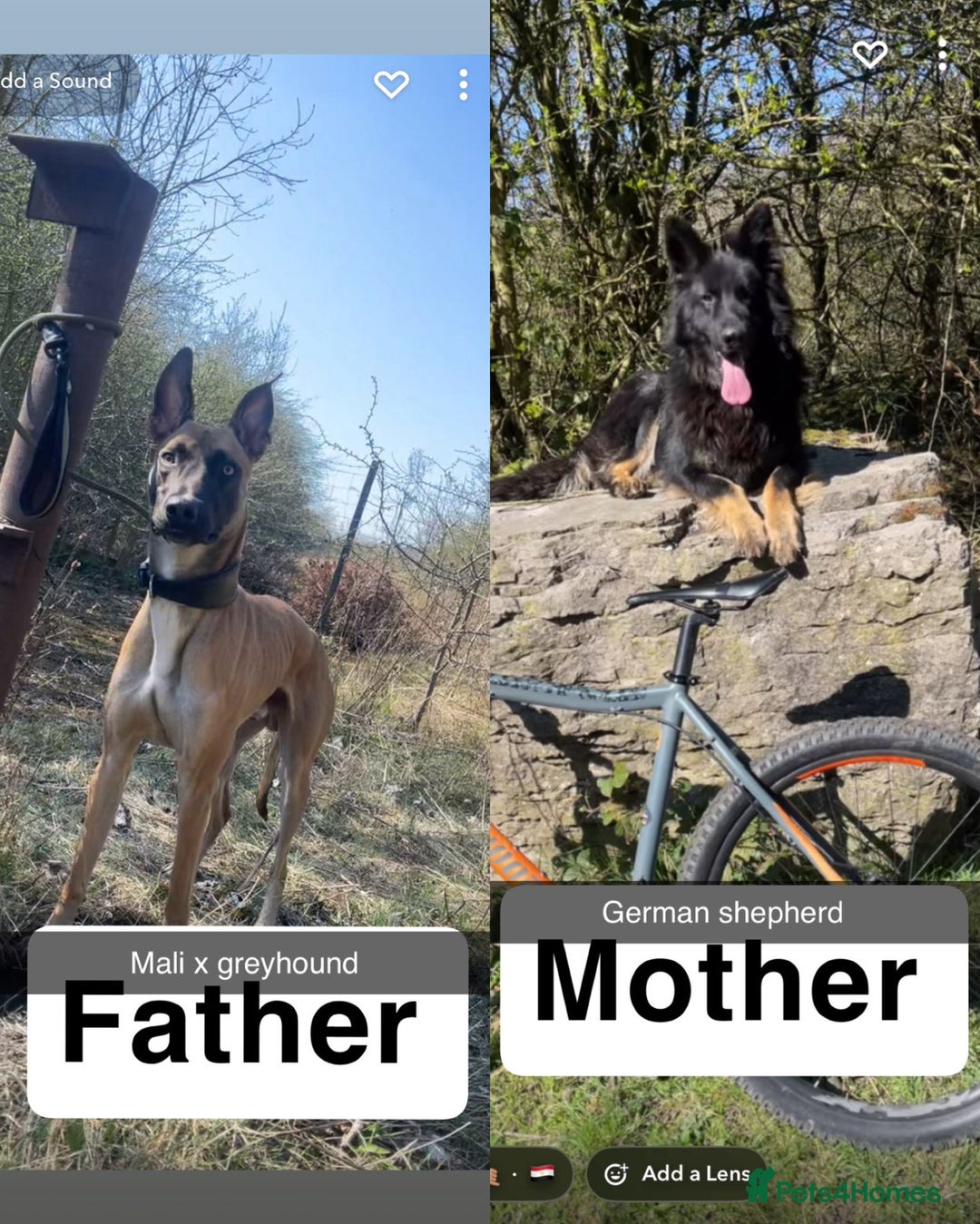 Mixed Breed dogs for sale: German shepard x - Advert 2