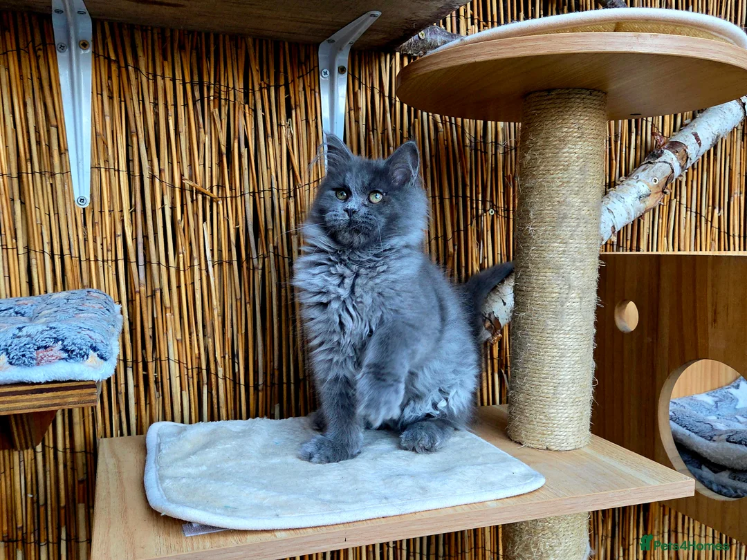 Maine Coon cats for sale: 2 Stunning GCCF Kittens Available.  - Advert 19