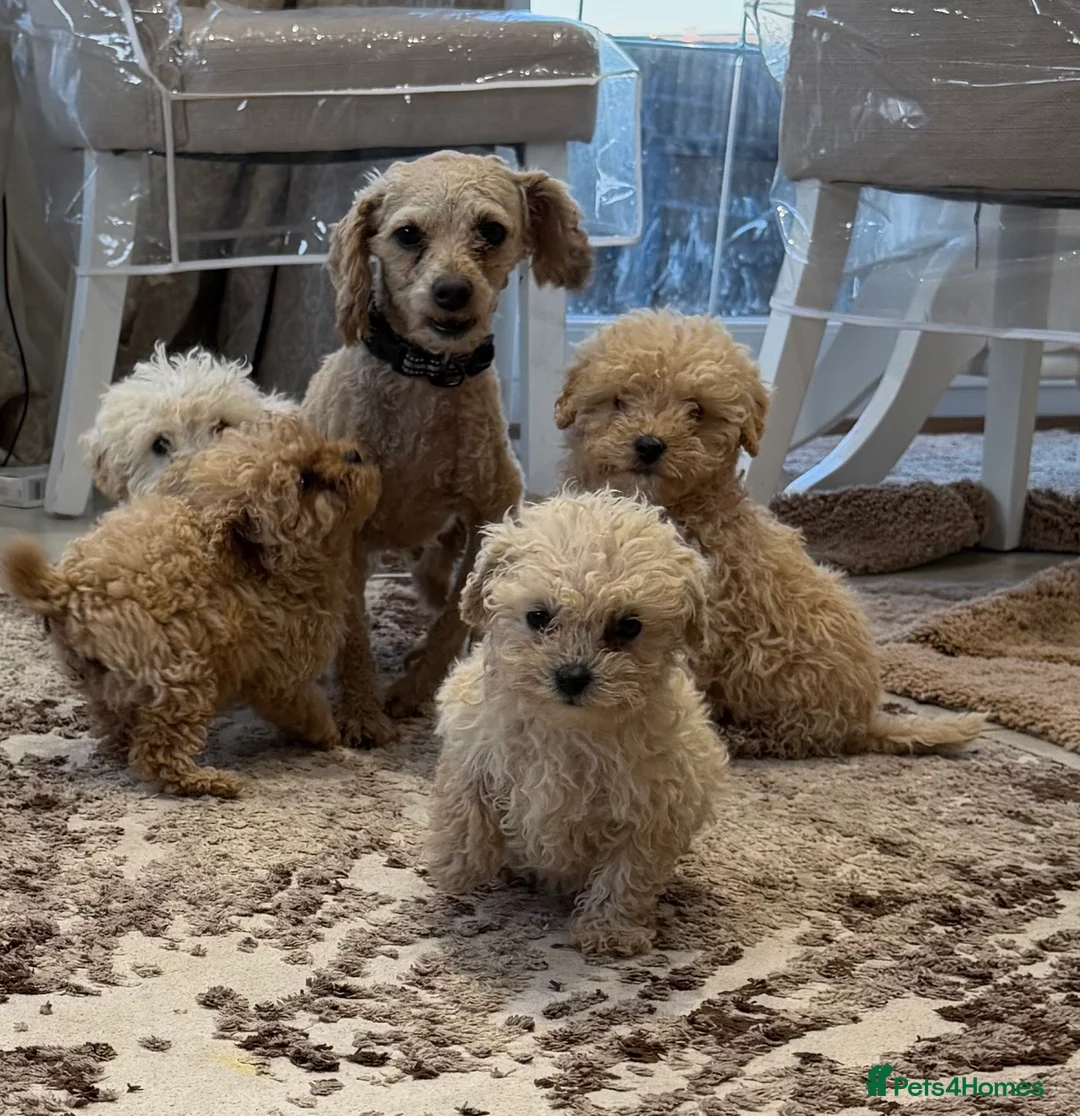 Toy Poodle dogs for sale: beautiful toy poodles ready for there forever home in Huntingdon - Advert 13
