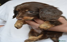 Dachshund dogs for sale: true miniature dachshund puppies ready now  - Image 16
