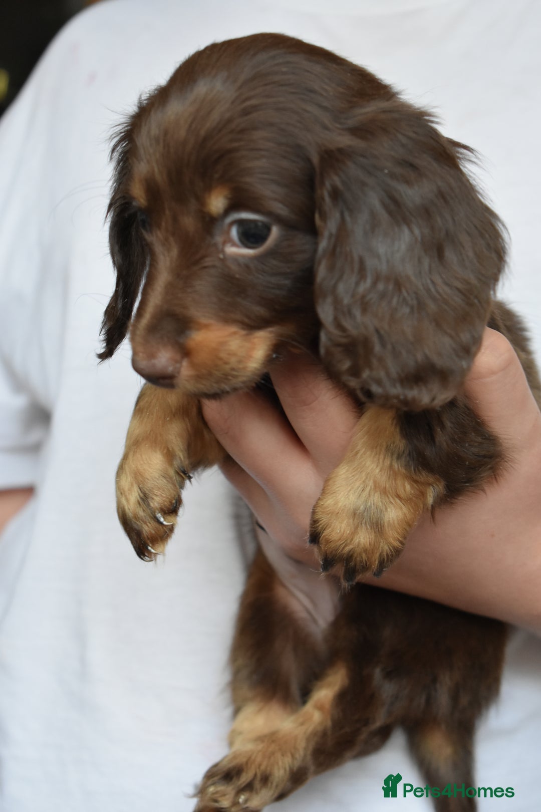 Dachshund dogs for sale: true miniature dachshund puppies ready now  - Image 16