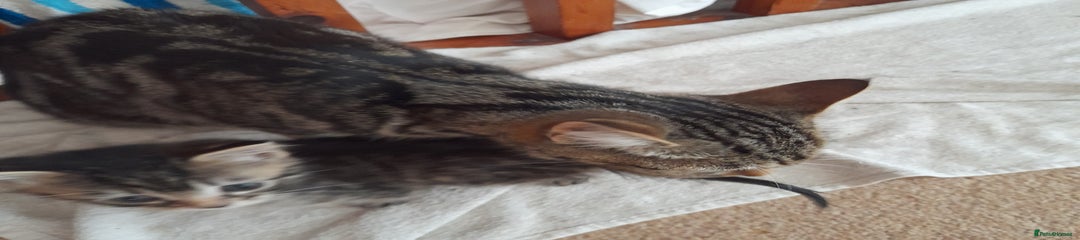 Tabby Kitten 5