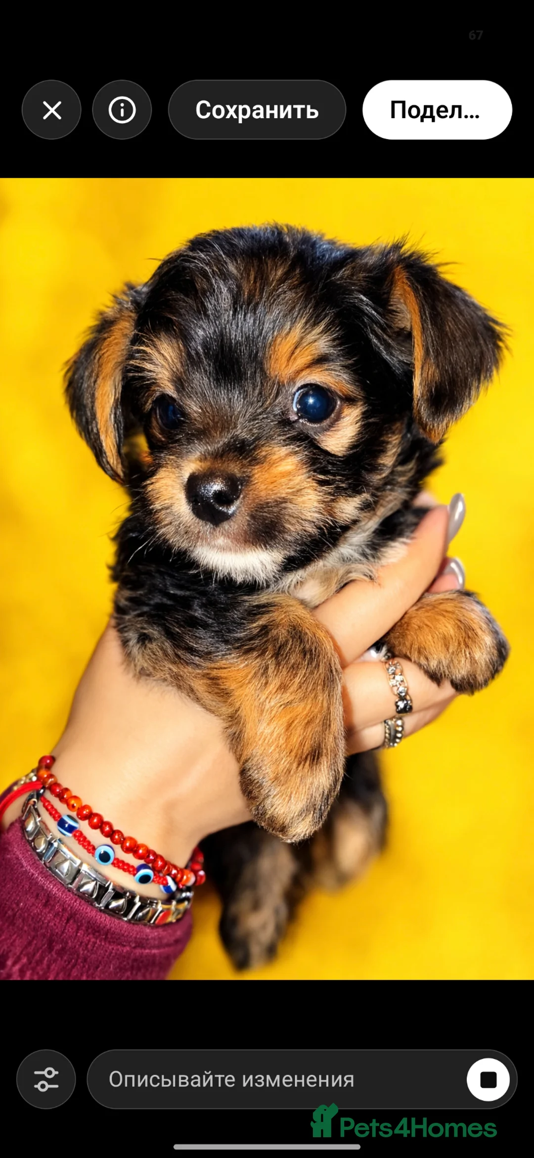 Yorkshire Terrier dogs for sale: Exceptional Yorkshire Terrier Boy  - Advert 15