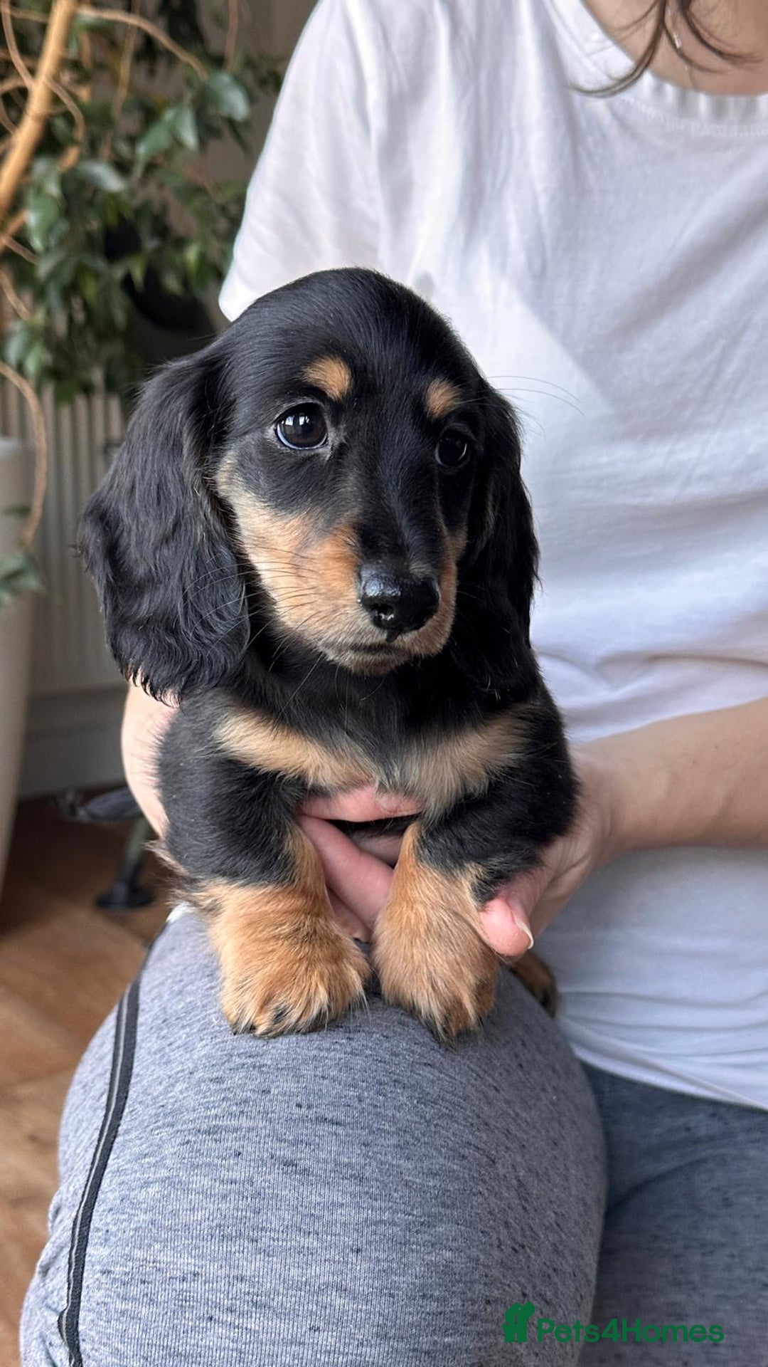 Miniature Dachshund dogs for sale: Miniature long haired female - Advert 3