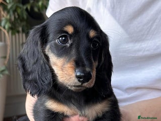 Miniature Dachshund dogs Miniature long haired dachshund female - Advert 6