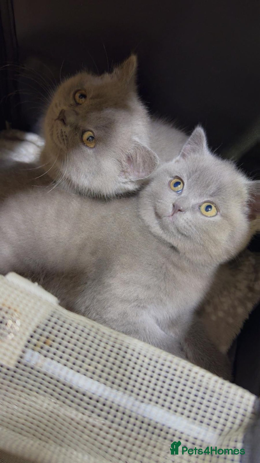 British Shorthair cats for sale: British shorthair - Advert 4