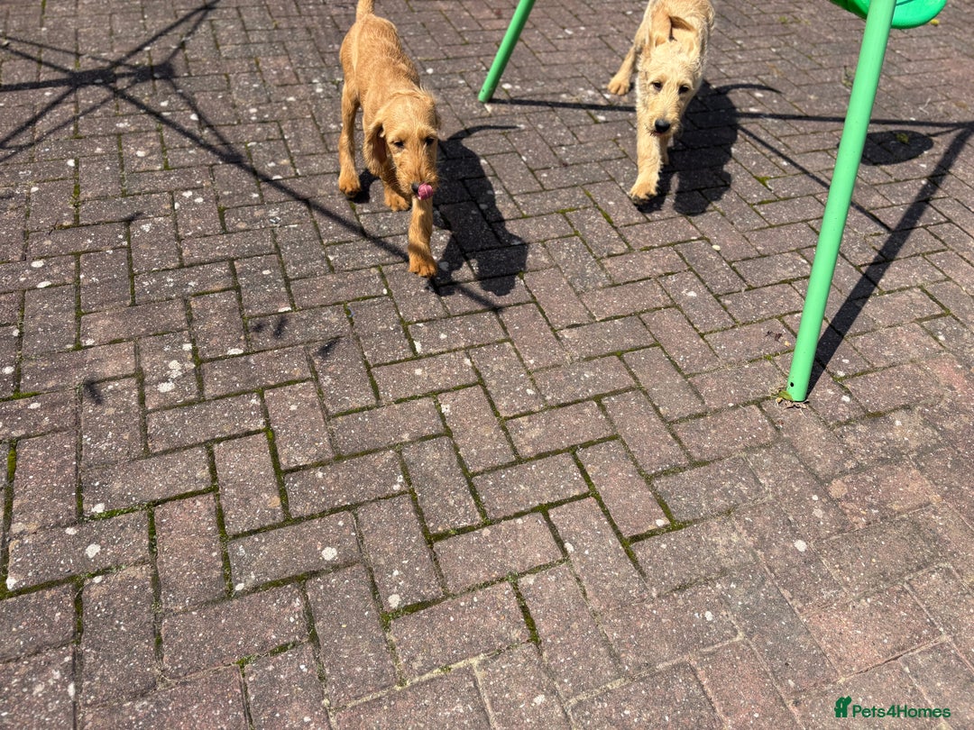 Labradoodle dogs for sale: F1 Standard Labradoodles in Aberystwyth - Image 27