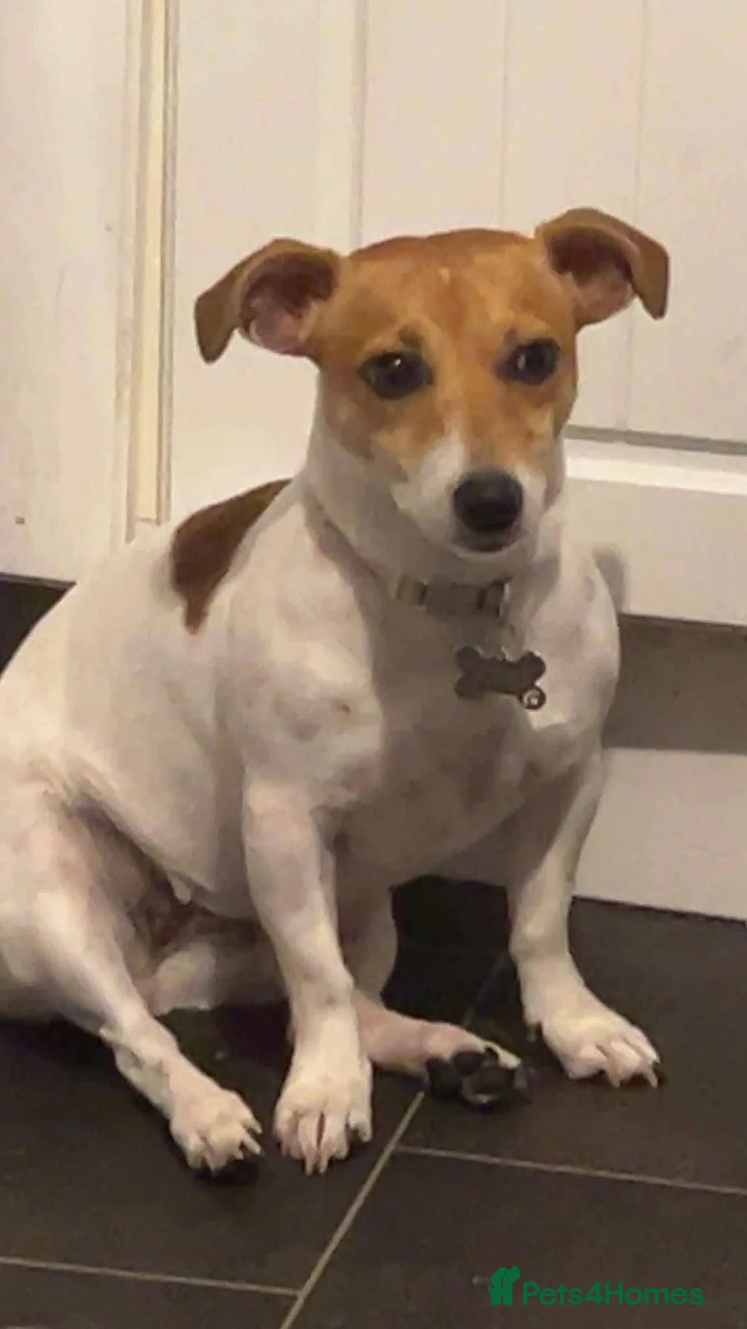 Jack Russell dogs for sale: Jack Russel Boys - Advert 9