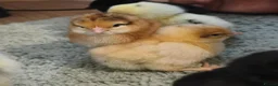 Chickens poultry for sale: Beautiful Home-Hatched Hybrid Chicks–Mixed Colours - Advert 4