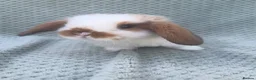 Mini Lop rabbits for sale: Wonderful mini lop kits  - Advert 9