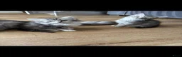 Persian cats for sale: Persian silver kittens 🩷 - Advert 20