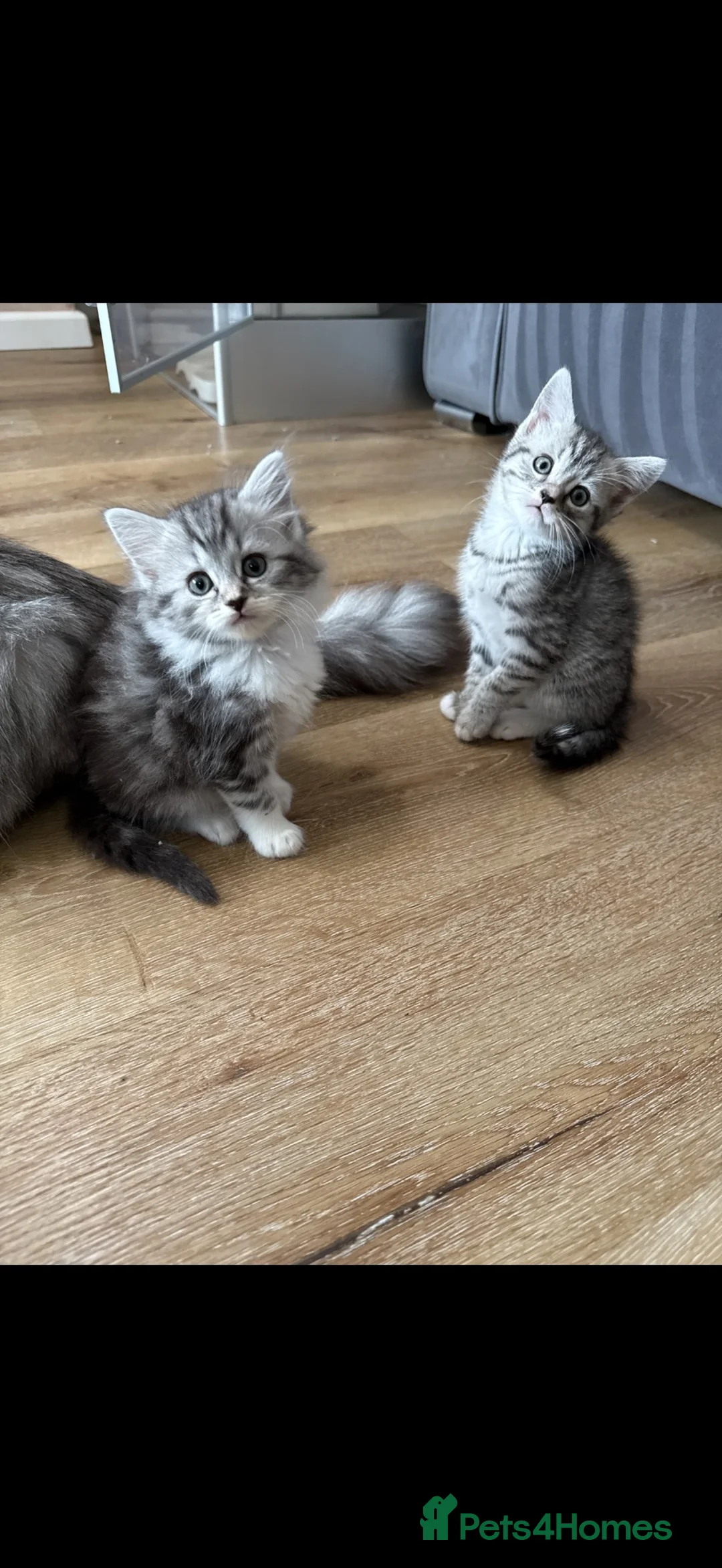 Persian cats for sale: Persian silver kittens 🩷 - Advert 20