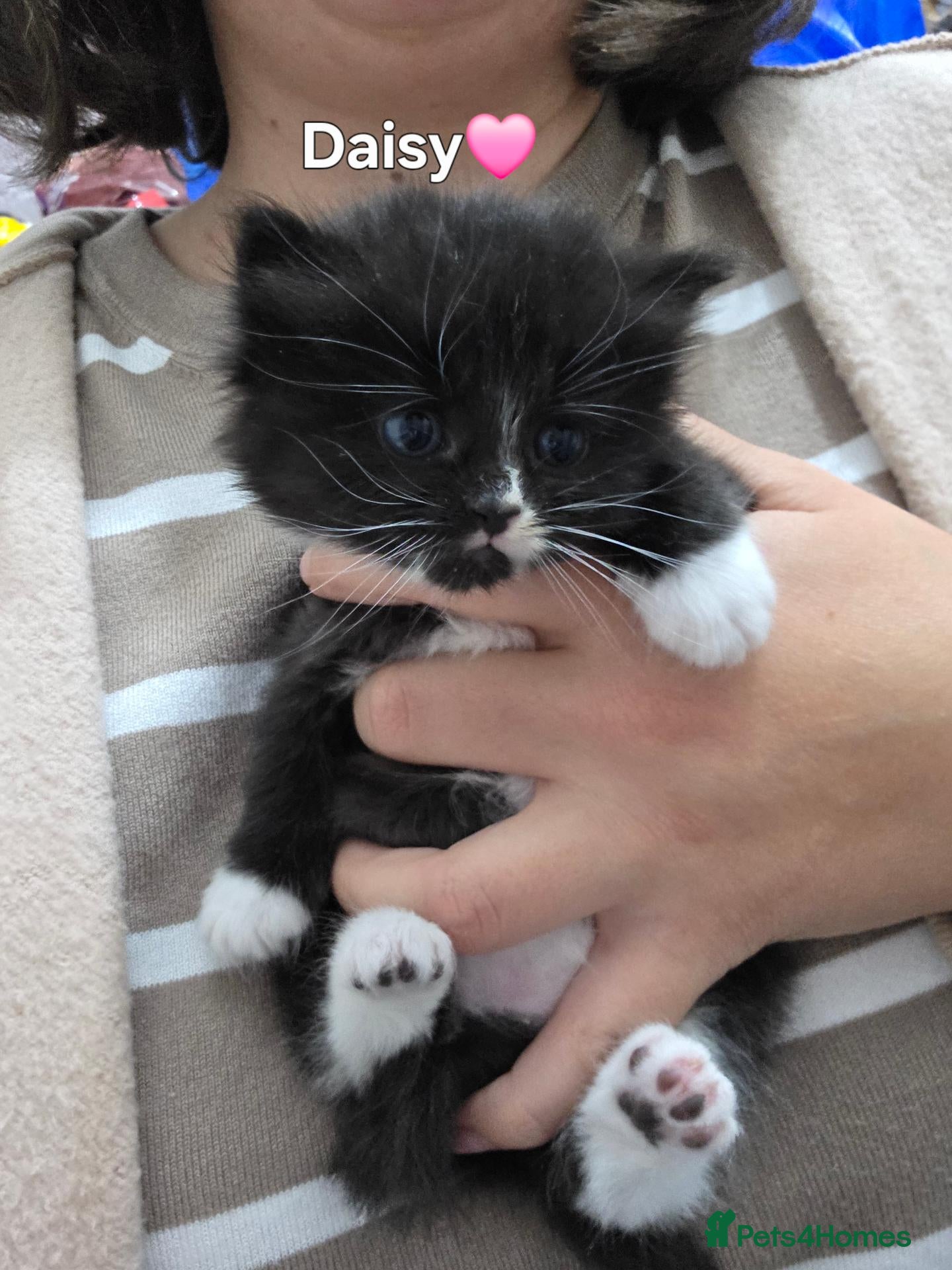 Perdoll cats for sale: Kittens  - Advert 1