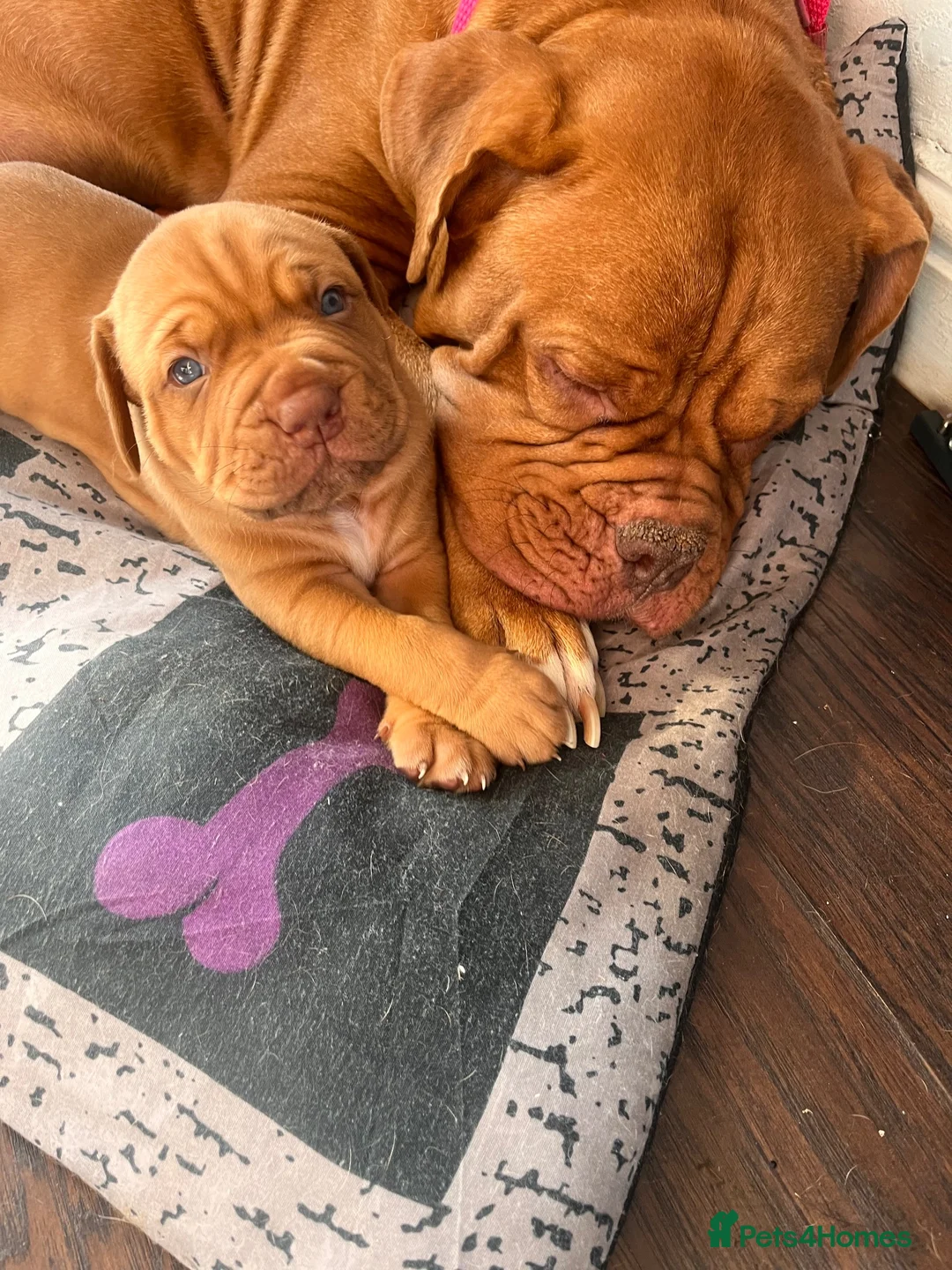 Dogue De Bordeaux dogs for sale: 2 Gorgeous Dogue De Bordeaux males.  in Bristol - Advert 2