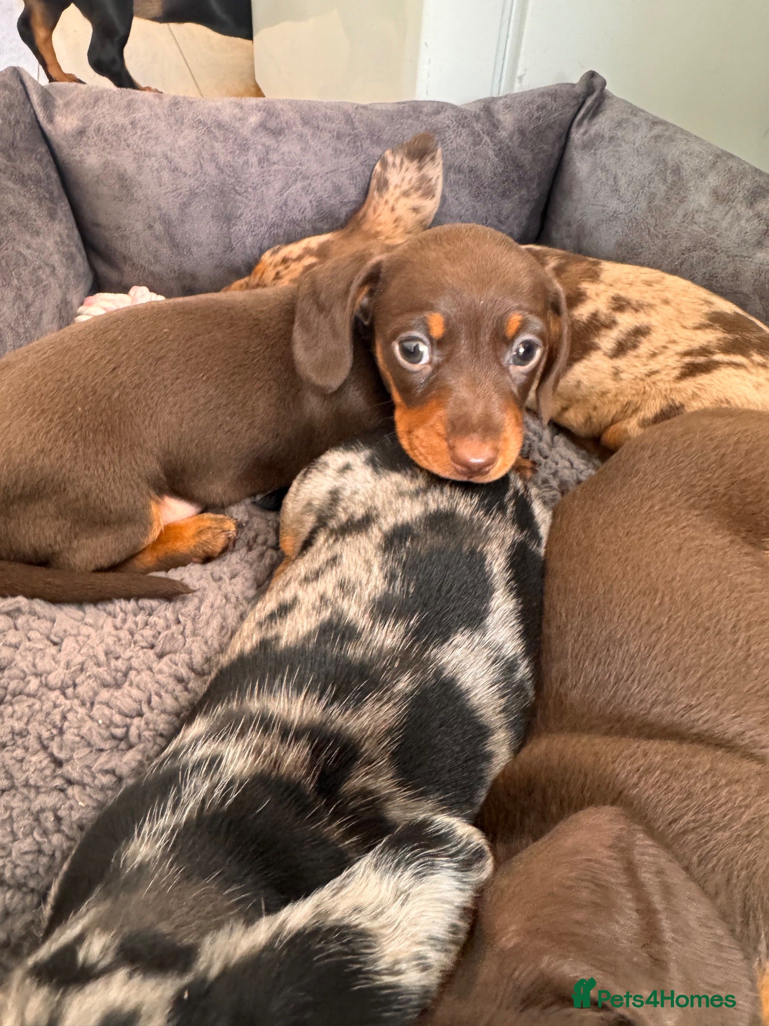 Miniature Dachshund dogs Miniature Dachshund Puppies 3 Girls & 1 Boy 🐾 - Advert 1