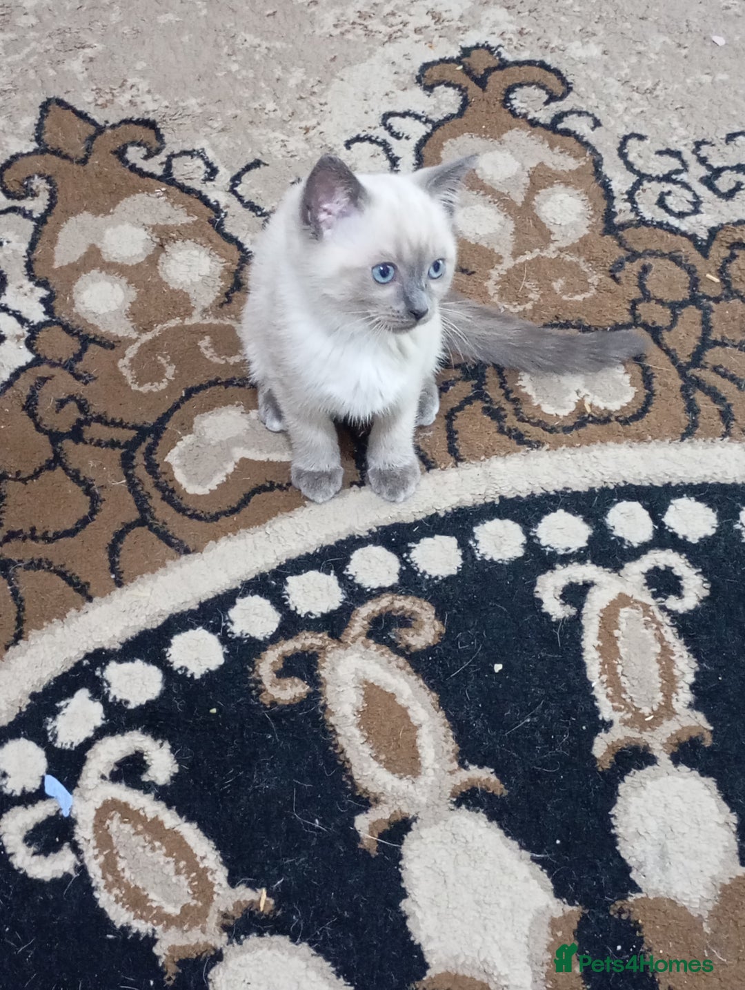 Ragdoll cats for sale: Warwick house central avenue M192ff - Image 12
