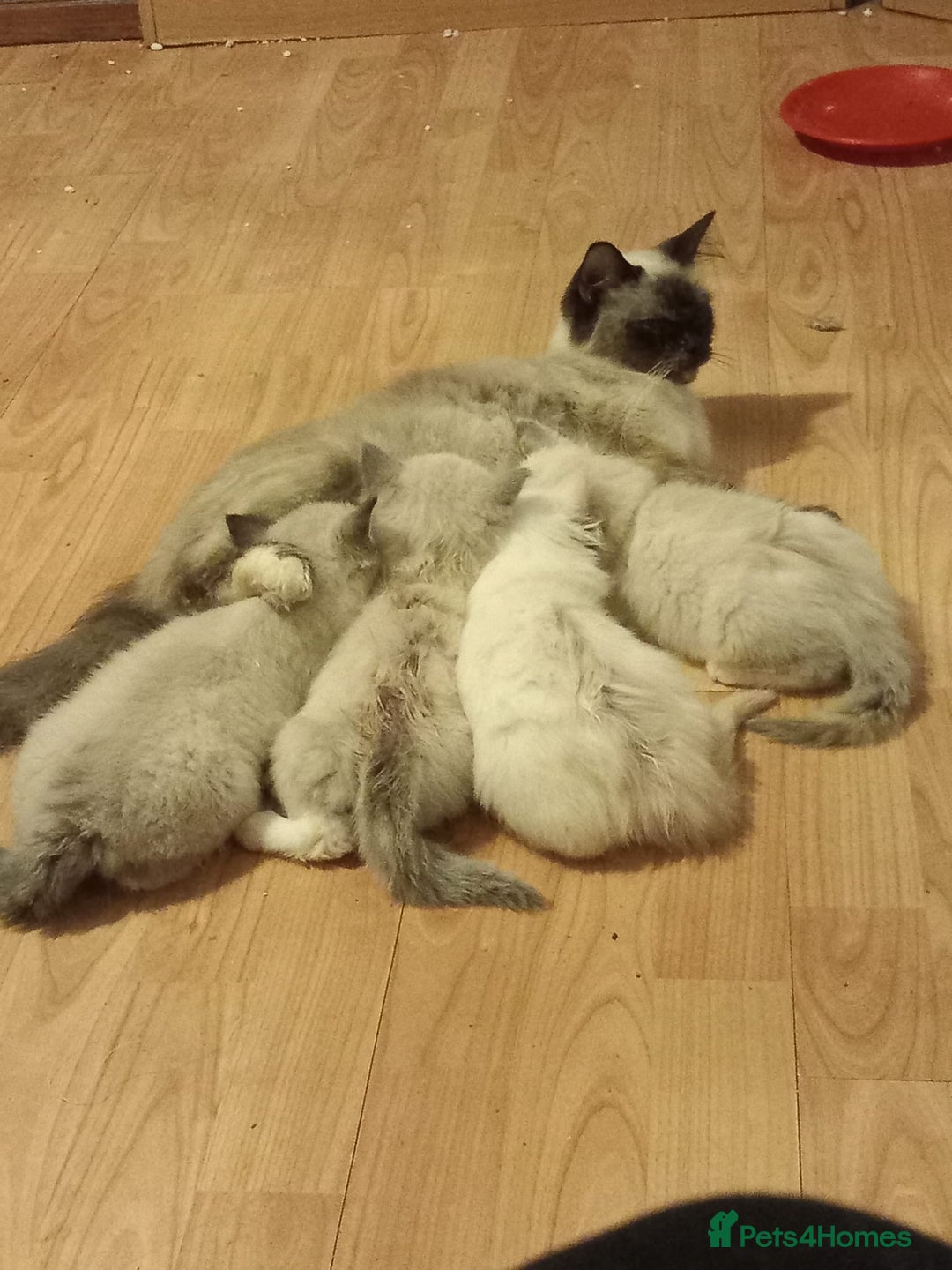 Ragdoll cats for sale: Ragdoll - Image 5