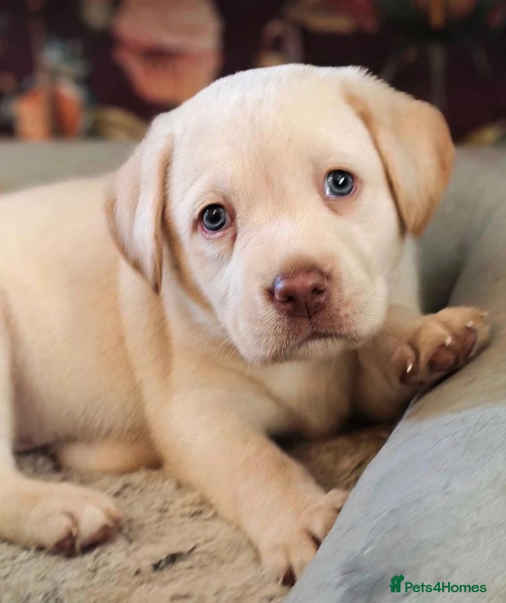 Labrador Retriever dogs for sale: Only 2 stunning female labrador puppies left now - Advert 20