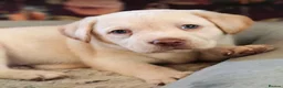 Labrador Retriever dogs for sale: 6 stunning female labrador puppies - Advert 4