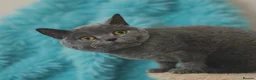 British Shorthair cats for sale: Blue British Shorthairs  - Advert 5