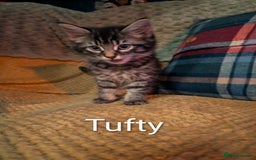 Domestic Shorthair cats for sale: Babies ready for their new homes NOW 🥰 - Image 6