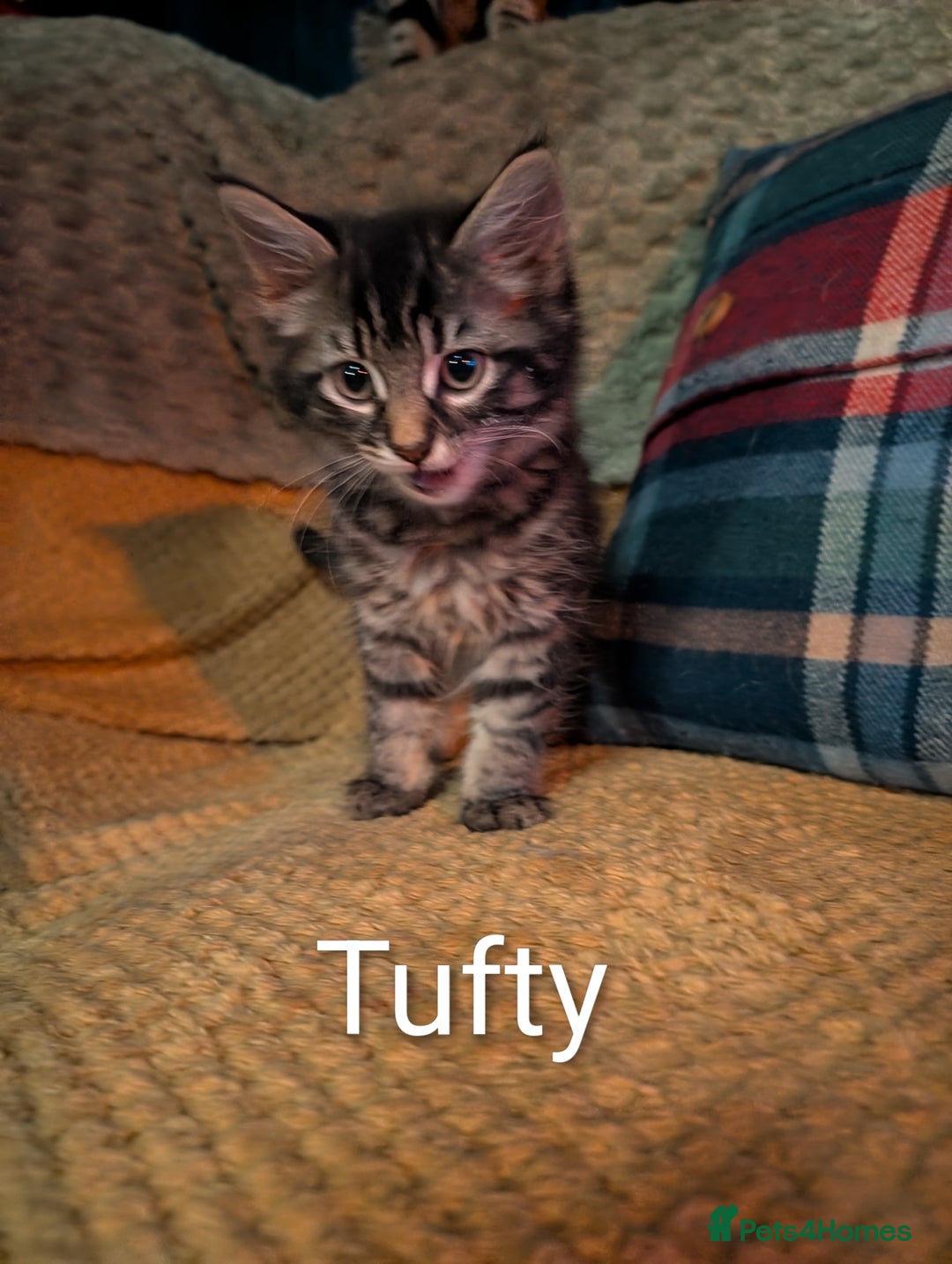 Domestic Shorthair cats for sale: Babies ready for their new homes NOW 🥰 - Image 6