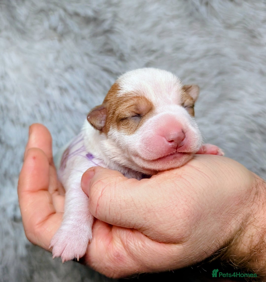 Jack Russell dogs for sale: ❤️3/4 Jack Russell babies ❤️ - Advert 24